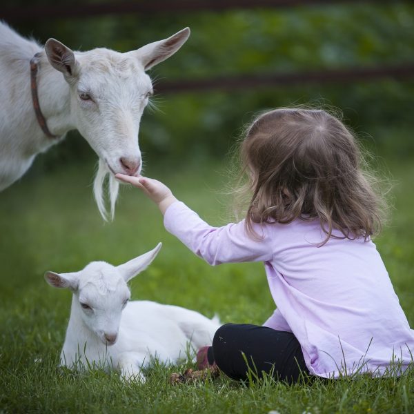 goat-3017394_1920